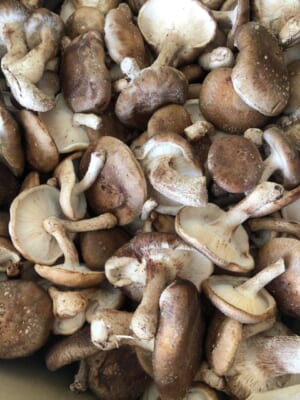 はたけのカレーペースト (2021年夏) 13 187006196 3076554432625239 5892275174999506271 n